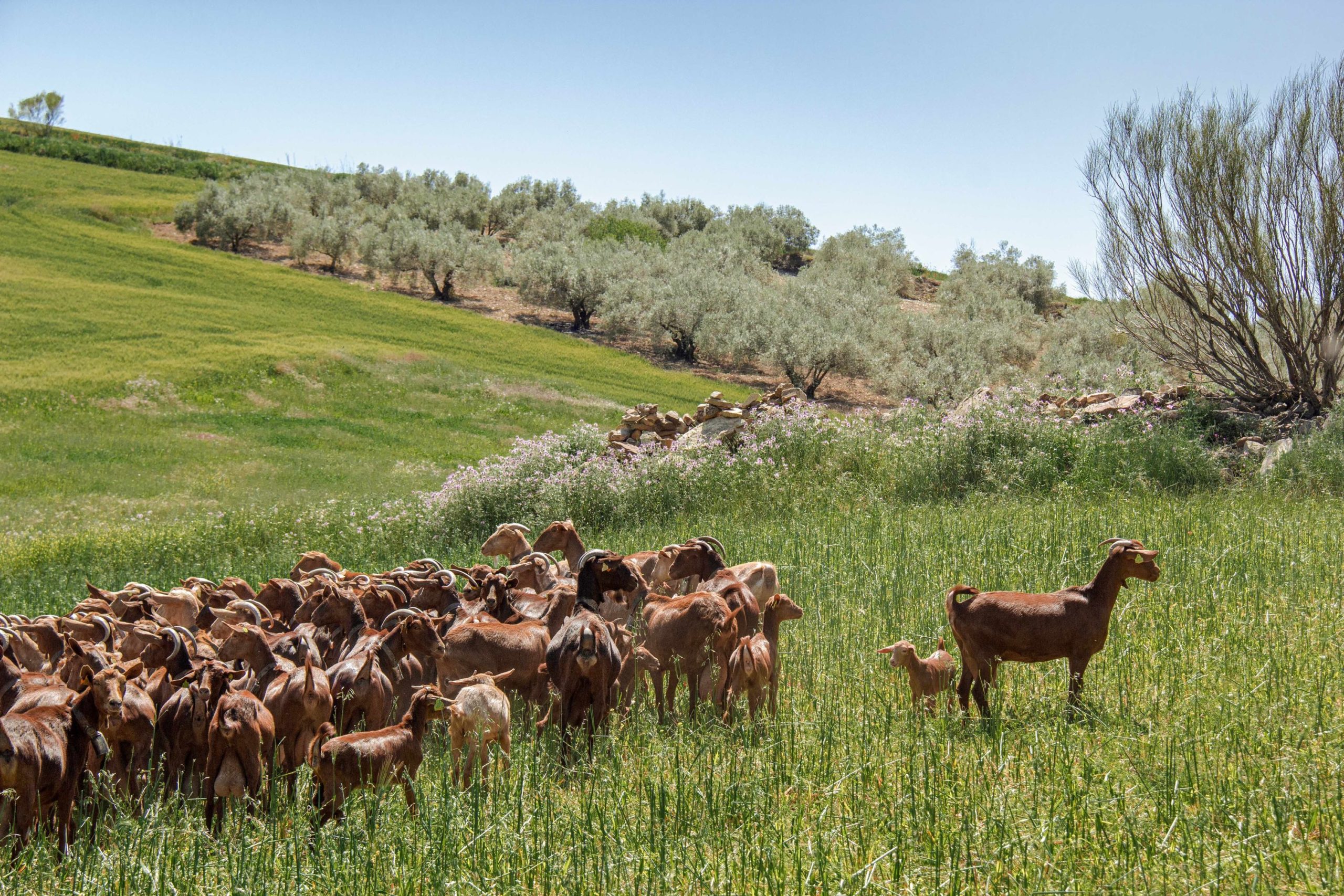 Bienestar animal en Andalucía