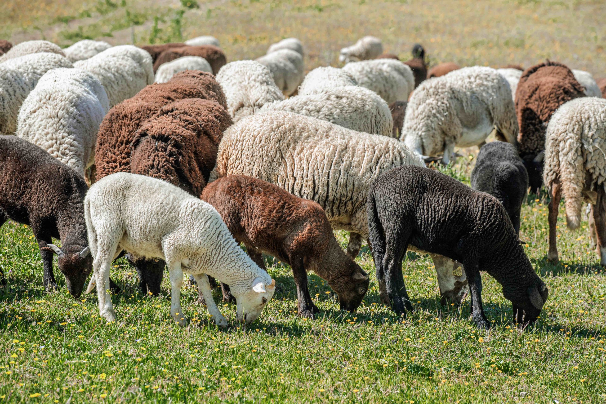 El valor nutricional de la carne de cabrito y cordero