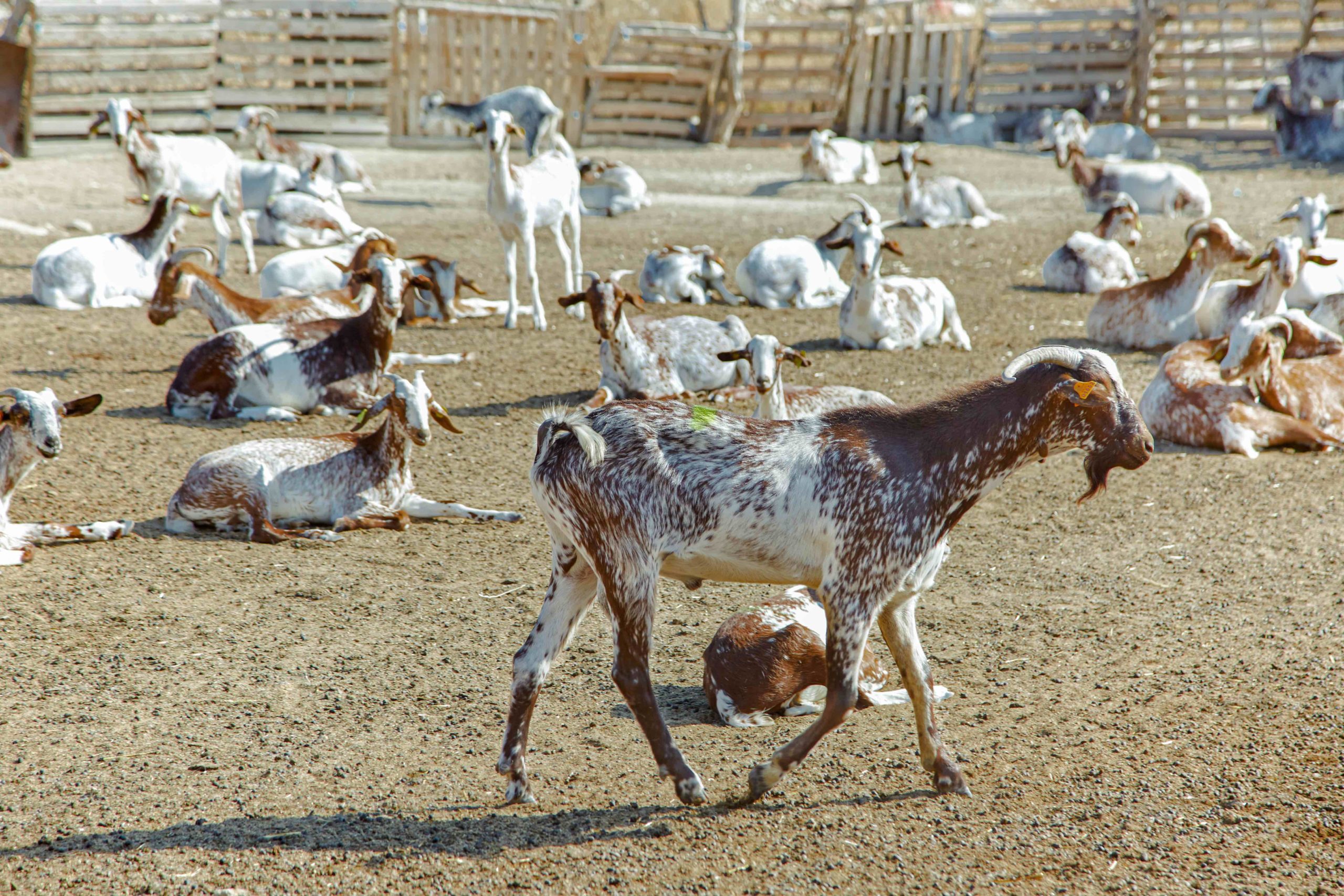 Prevención de incendios forestales utilizando rebaños de cabras y ovejas