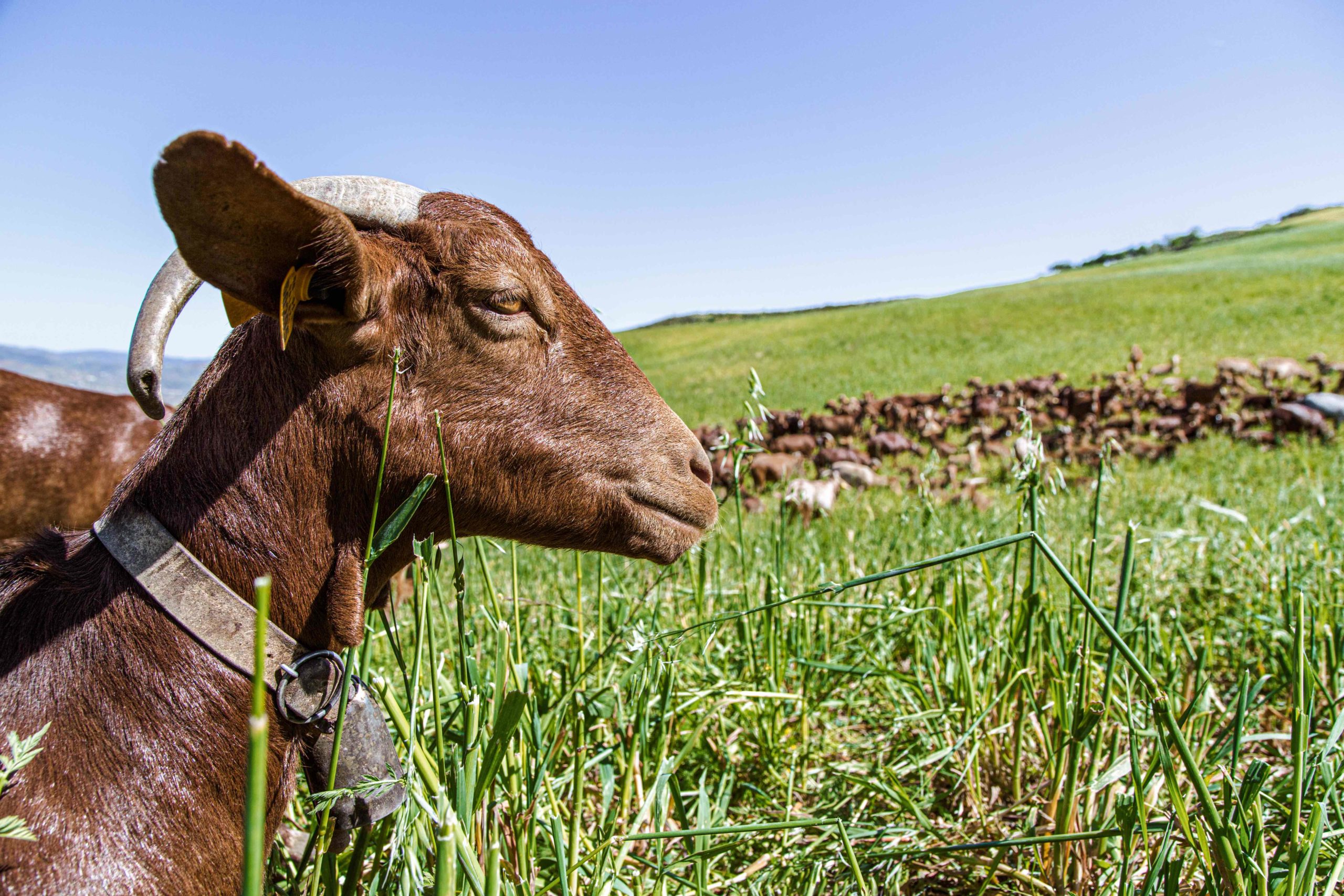 Ganadería ovina en sistemas extensivos